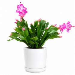 Zygocactus Plant (Pink)