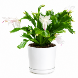 Zygocactus Plant (white)