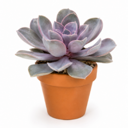 Echeveria ‘Purple Pearl’