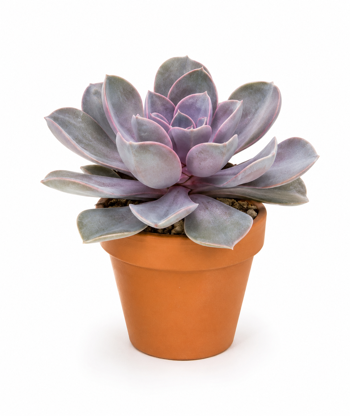 Echeveria ‘Purple Pearl’