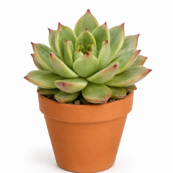 Echeveria ‘Salsa Verde’