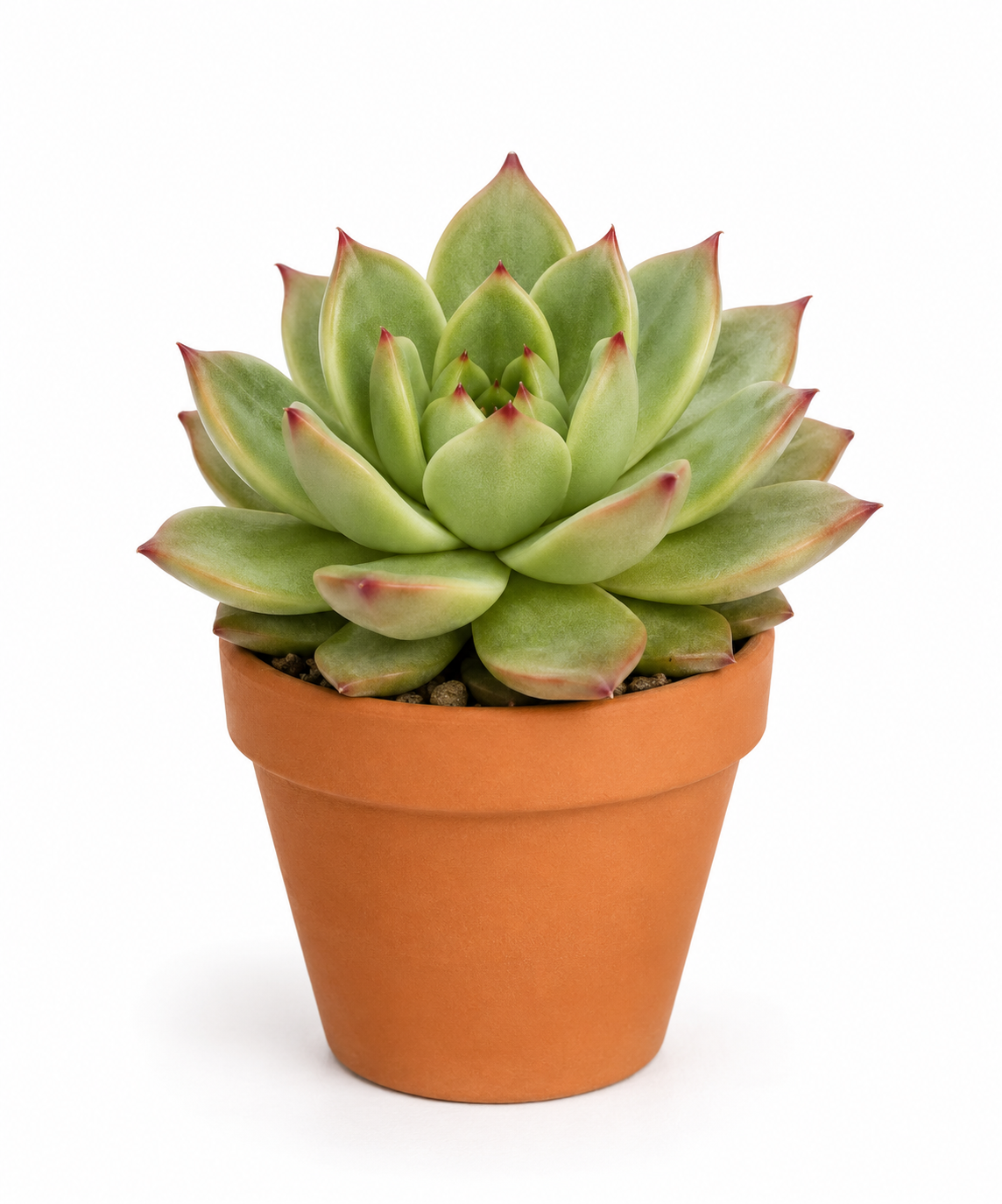 Echeveria ‘Salsa Verde’