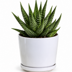Haworthia Fasciata Variegata