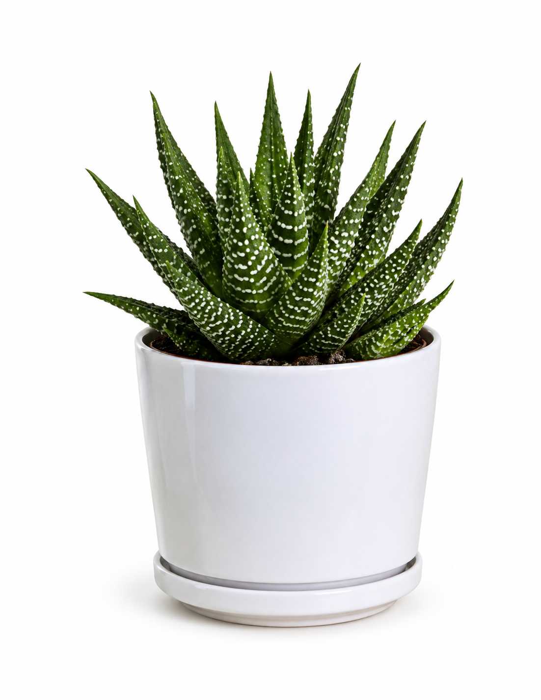 Haworthia Fasciata Variegata