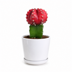 Moon Cactus