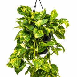 Golden Pothos, Devil’s Ivy