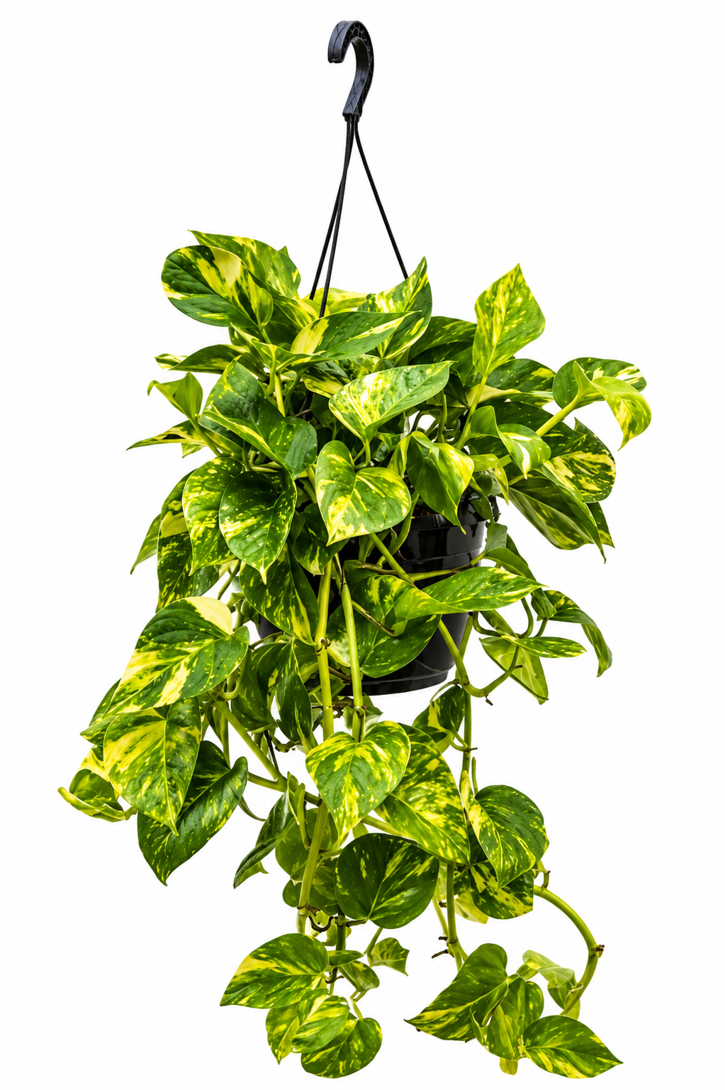 Golden Pothos, Devil’s Ivy