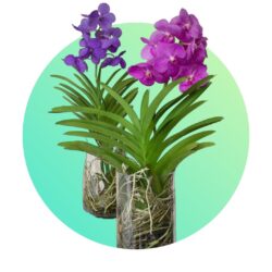Flowering Plants
