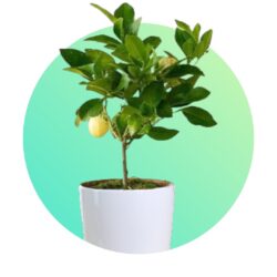 Garden Herbs & Citrus