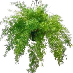 Plume Asparagus