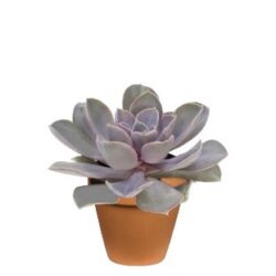 Echeverria Purple Pearl