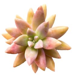 Pachyphytum