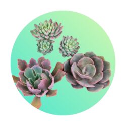 Cacti & Succulents indoor