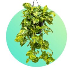 Hanging Plants