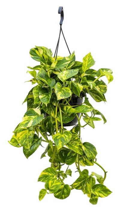 Golden Pothos, Devil’s Ivy