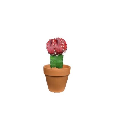 Moon Cactus