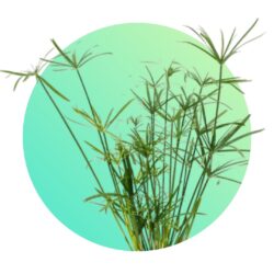 Aquatic plants