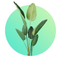 Artificial Plants