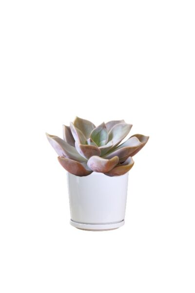 Echeverria Purple Pearl - Image 2