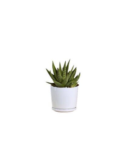 Haworthia Fasciata Variegata