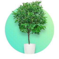 Fruit Tree