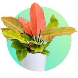Shade Loving Plants
