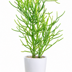 Pencil Plant