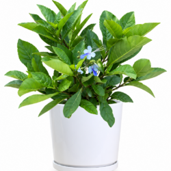 Clerodendrum Blue Butterfly Bush