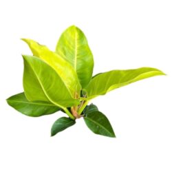Philodendron Red Moon