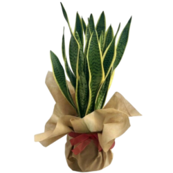 Sansevieria trifasciata (type A)