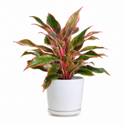 Aglaonema ‘King Of Siam’