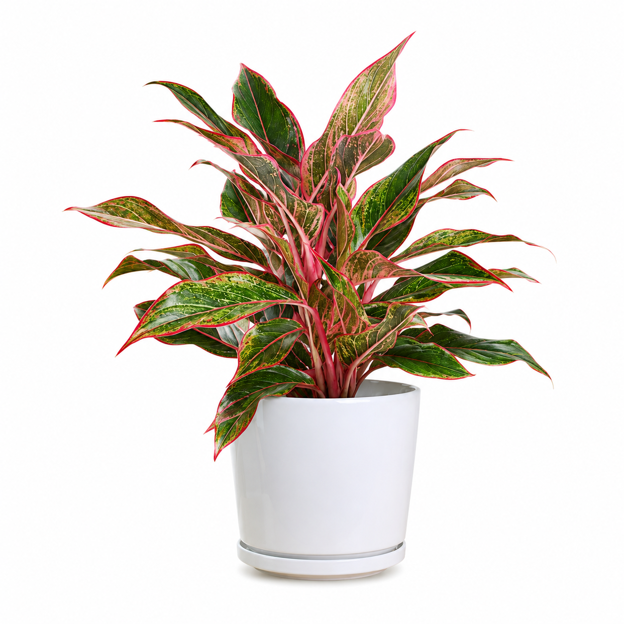 Aglaonema ‘King Of Siam’