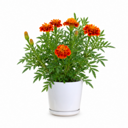 Marigold (Tagetes) – Red & Yellow