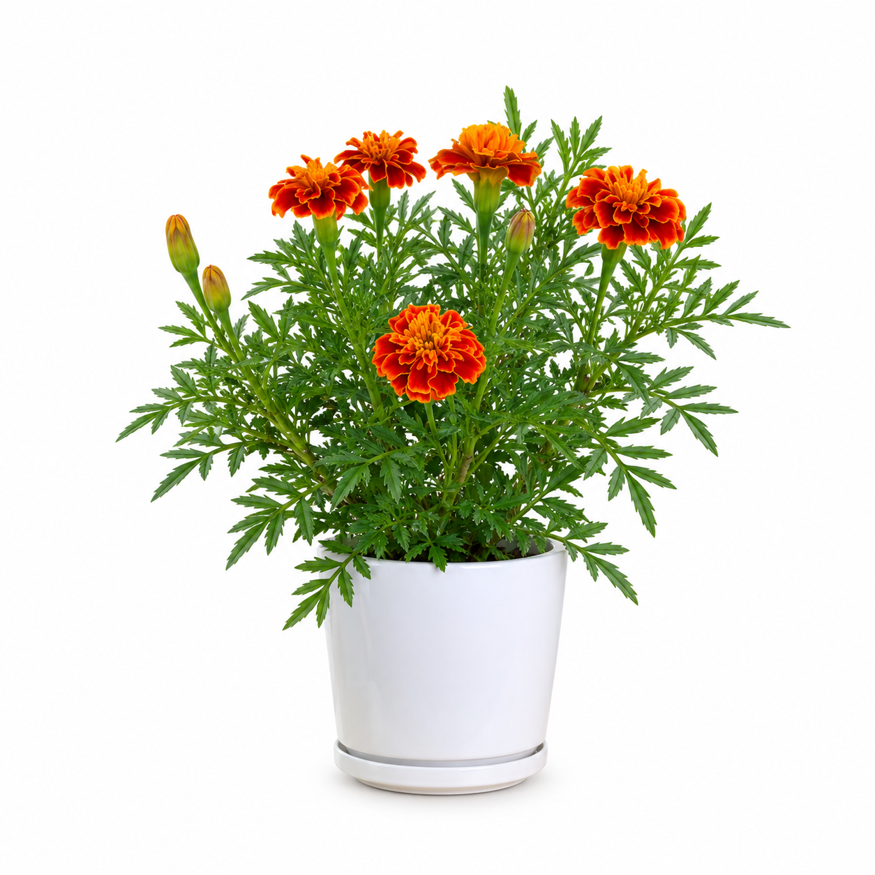 Marigold (Tagetes) – Red & Yellow