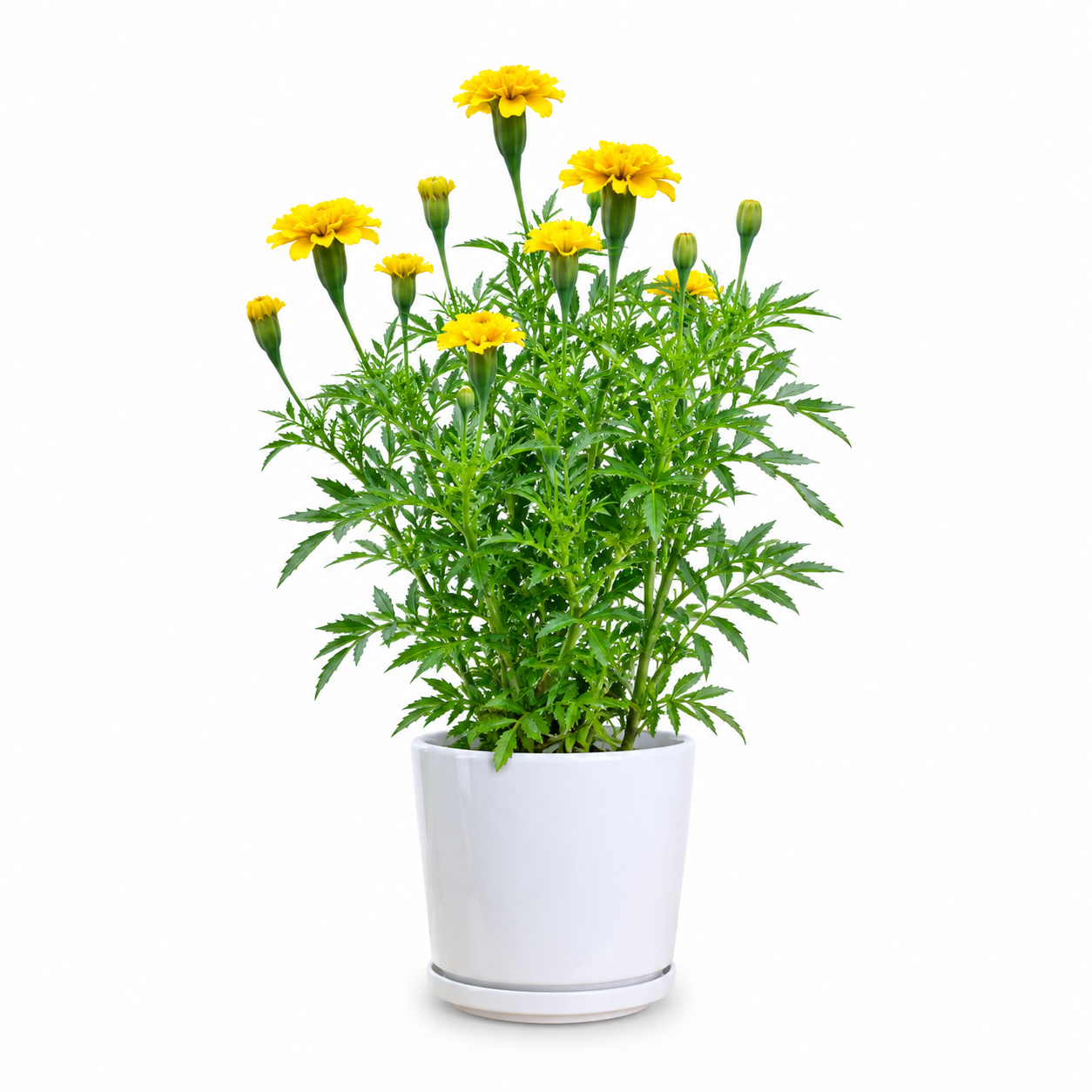Marigold Tagetes