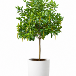 Golden Chain Tree