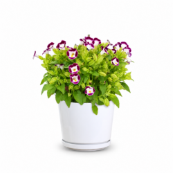 Torenia Little Kiss