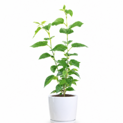 Everbearing Mulberry Tree