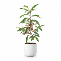 Red Agati