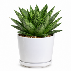Gasteria D Tiga