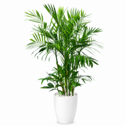 Bamboo Palm / Chamaedorea seifrizii