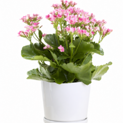 Calandiva Kalanchoe (Pink)