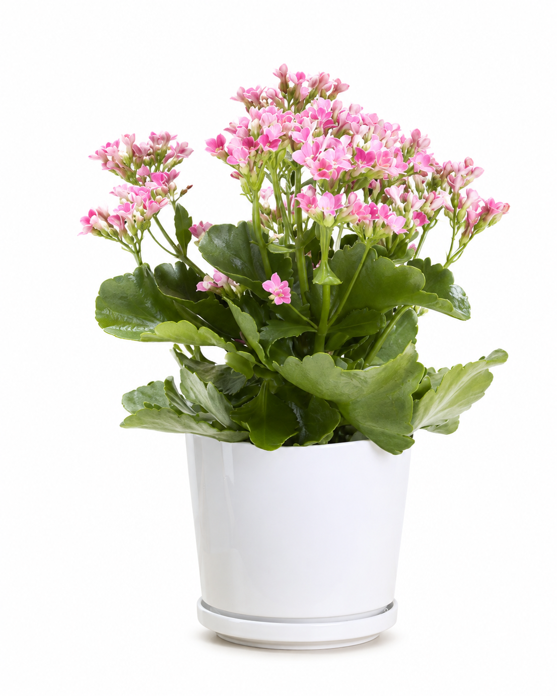 Calandiva Kalanchoe (Pink)