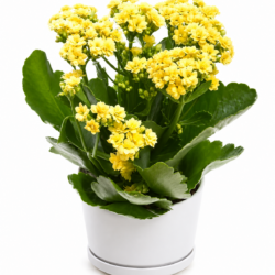 Calandiva Kalanchoe Yellow