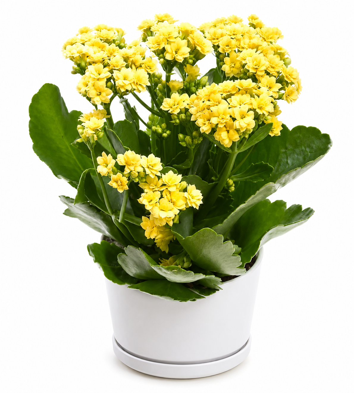 Calandiva Kalanchoe Yellow