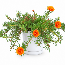 Common Purslane (Orange)