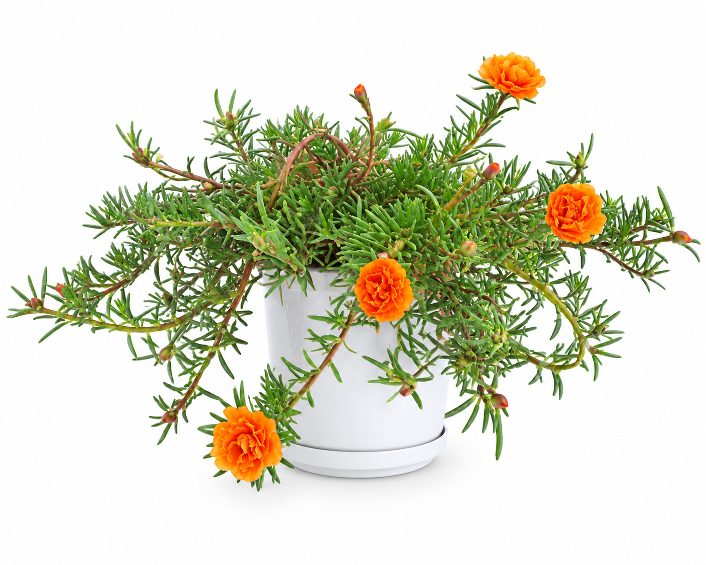 Common Purslane (Orange)