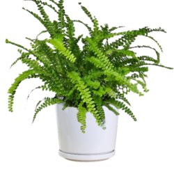 Lemon Button Fern