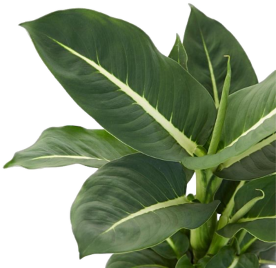 Dieffenbachia ‘Tropic Snow’ - Image 2