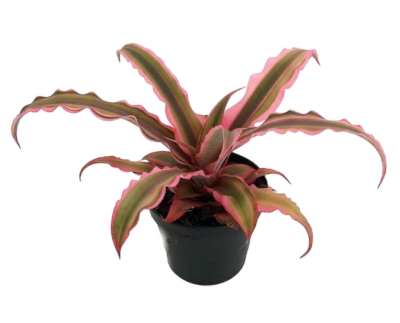 Cryptanthus Bivittatus 'Pink Starlight'